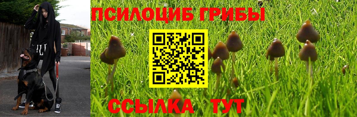 Галлюциногенные грибы мицелий  Вход с VPN  Долгопрудный  Галлюциногенные грибы Psilocybe 